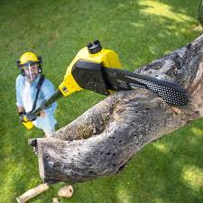 Grass Overseeding in Colonial Park, PA