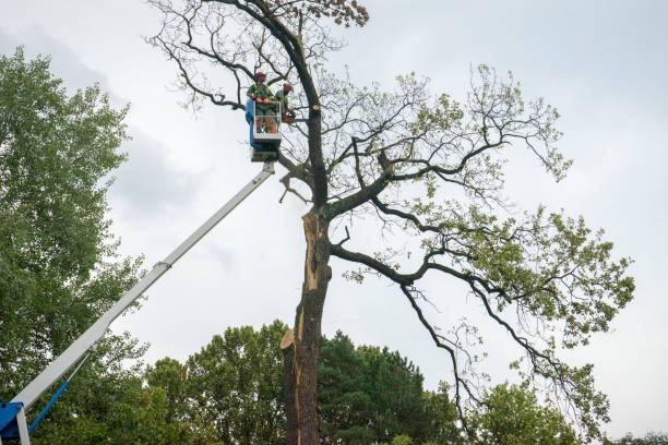 Trusted Colonial Park, PA  Tree Services Experts