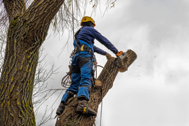 Best Palm Tree Trimming  in Colonial Rk, PA