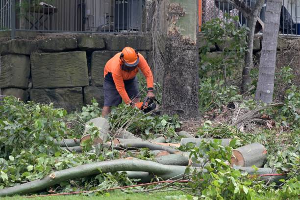 Why Choose Our Tree Removal Services in Colonial Park, PA?